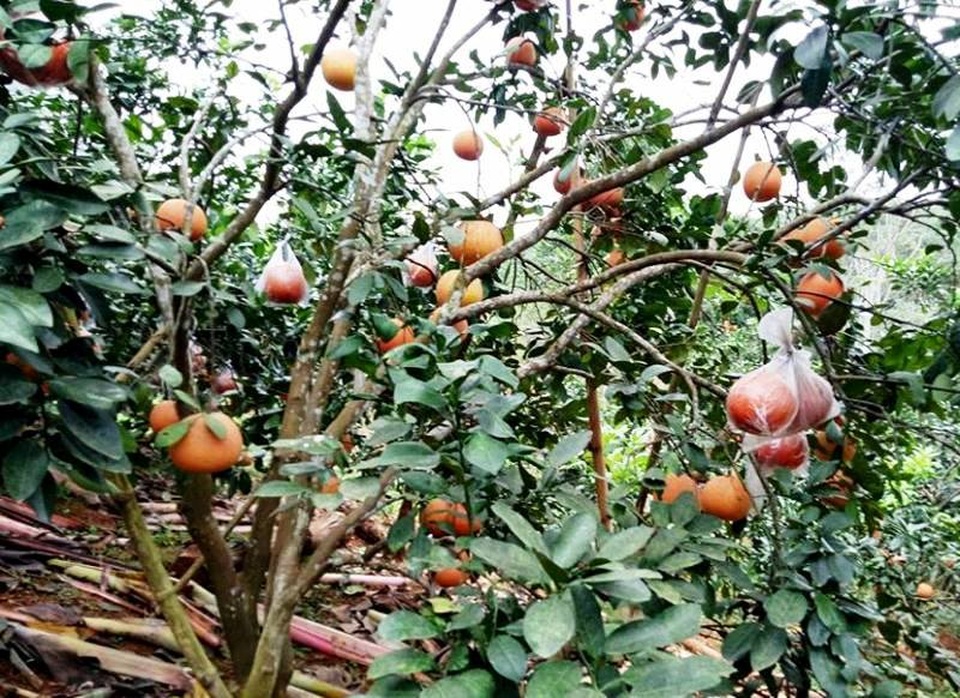 Bưởi tiến vua “cháy hàng" trước Tết - 9 Thời gian tới, khi vùng bưởi Luận Văn được phục hồi, thì đây là giống cây đem lại thu nhập cao cho người dân.