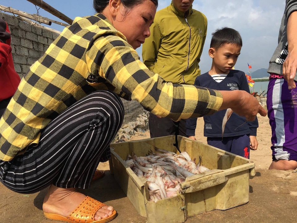 Ngư dân trúng đậm mùa cá cháo, cá hố - 4 Ngư dân trúng đậm mùa cá cháo, cá hố - 4