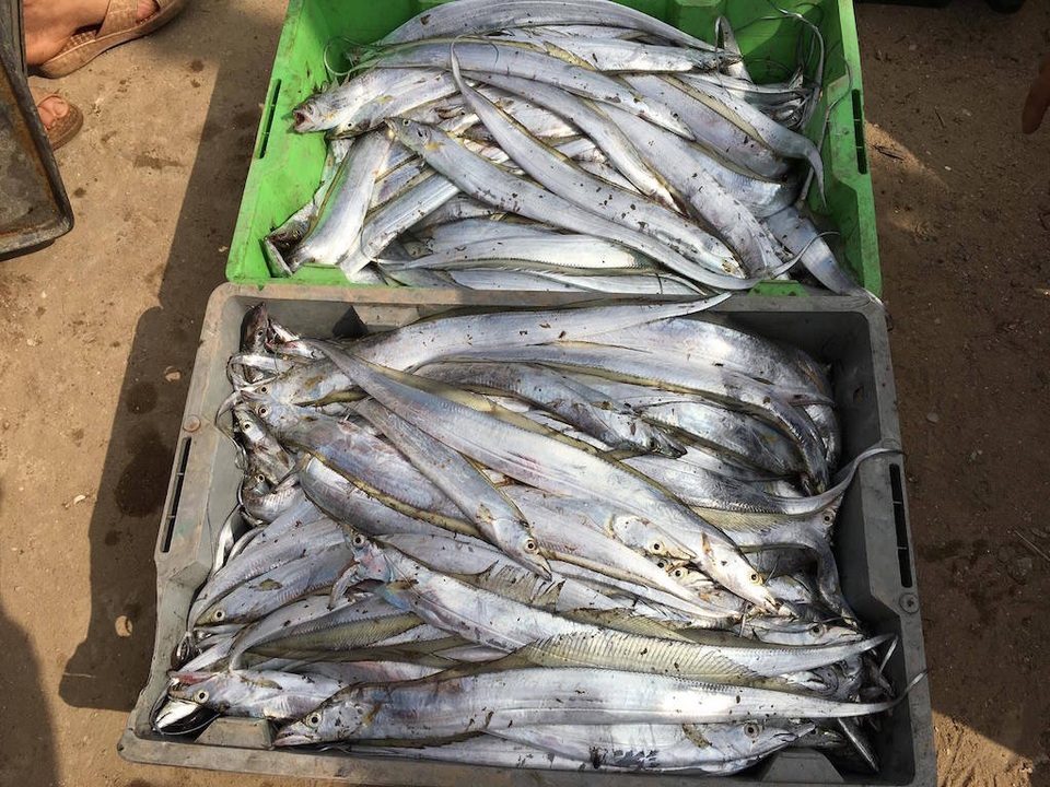 Ngư dân trúng đậm mùa cá cháo, cá hố - 5 Cá hố tươi ngon.