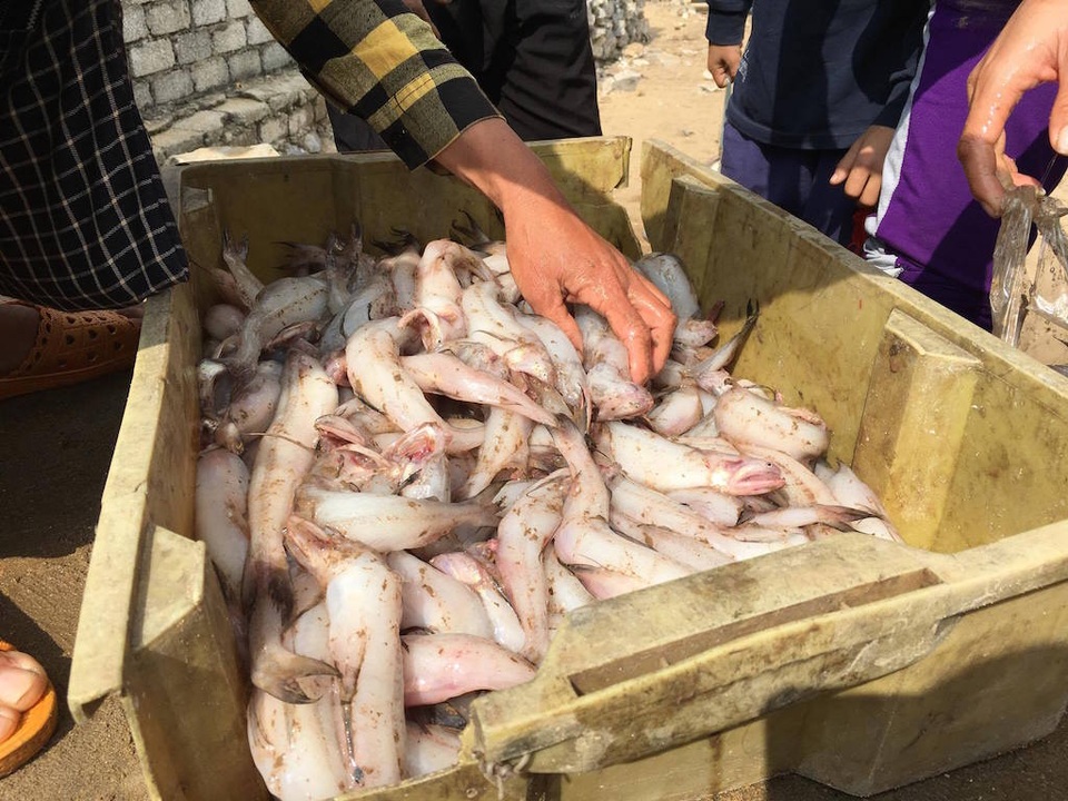Ngư dân trúng đậm mùa cá cháo, cá hố - 6 Cá cháo tươi ngon.