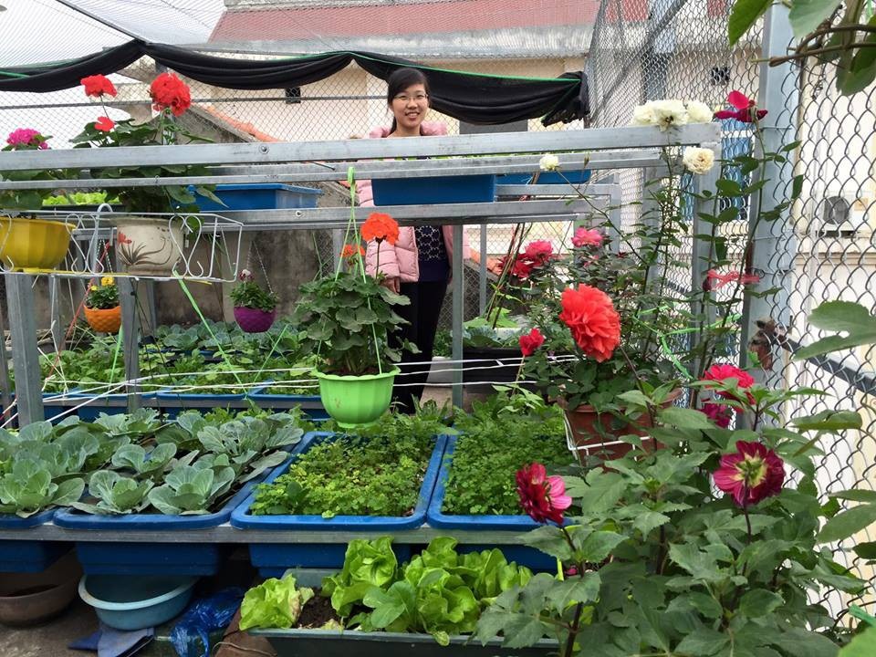 “Trang trại” mini ngập tràn rau, gà, chim câu của bà mẹ Hà Nội - 3 Người phụ nữ này cũng cho biết, vườn rau trên sân thượng của chị có sự giúp đỡ và ủng hộ rất lớn của chồng. Biết vợ thích trồng trọt, nấu nướng, đích thân anh tiến hành việc lắp các kệ rau đồng thời đưa chị đi mua cây giống về trồng.