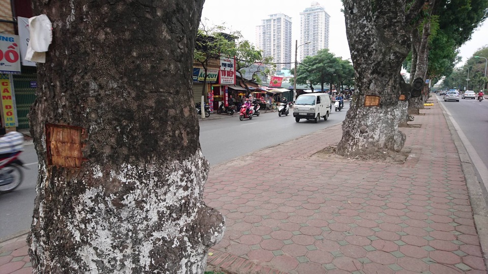 Vì sao hàng loạt cây xà cừ cổ thụ trên đường Láng bị đẽo vỏ? - 1
Cả một hàng cây, cây nào cũng bị đẽo một mảng vỏ.