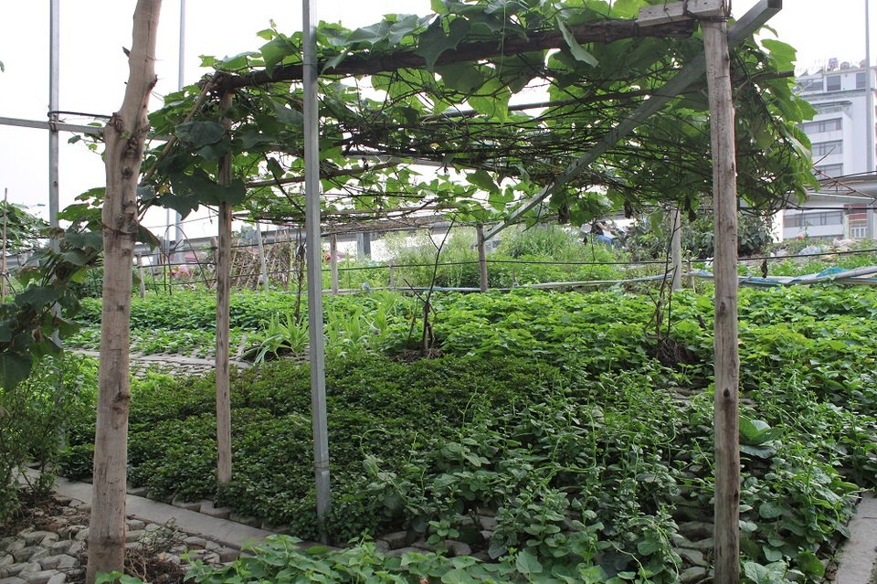 Vườn rau xanh độc đáo trong... hốc bê tông ngay giữa Hà Nội - 9 Một số hộ dân còn bắc giàn trồng các loại cây leo như: đỗ, su su, bí...