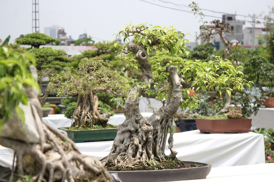 Mê mẩn những kiệt tác bonsai "độc nhất vô nhị" ở Hà Nội - 13 Để tạo dáng một cây cảnh bonsai người chơi phải mất một thời gian dài, từ 1 – 2 năm thậm chí là hàng chục năm mới tạo nên một tác phẩm ưng ý. Trong cuộc sống hiện đại khi không gian ngày càng bị thu hẹp thì thú chơi này càng nở rộ và được nhiều người ưa chuộng bởi tính tiện lợi, nhỏ gọn nhưng vẫn toát lên được dáng vẻ, thần thái tinh tế của một cây cảnh đẹp.