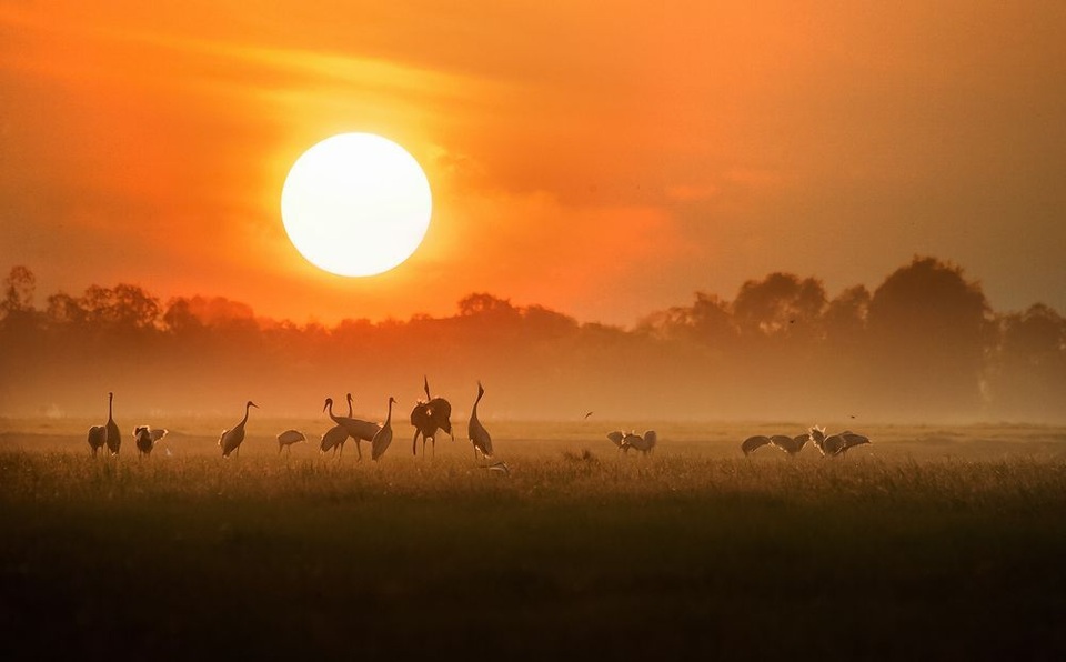 Những hình ảnh xuất sắc của nhiếp ảnh gia Việt đăng trên National Geographic - 17
Matt Adams nhận xét Thật là một khoảnh khắc tuyệt vời đã diễn ra trước ống kính của bạn. Màu cam từ mặt trời thực sự đã thêm một tông màu đẹp cho hình ảnh này và vị trí của chú cò trên cỏ làm cho hình ảnh trở nên hoàn hảo. (Click vào đây để xem ảnh kích thước lớn)