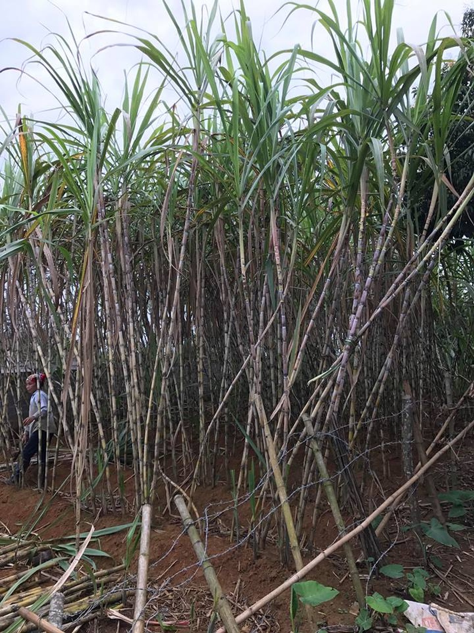 Nắng nóng cao điểm, hàng nước mía "ép" không xuể, thu lãi tiền triệu - 3 Theo nhiều thương lái, mía ở Hòa Bình được ưa chuộng hơn cả vì vị ngọt sắc, lại cho nhiều nước. Giá mía tại vườn hiện vào khoảng 50 - 60 nghìn/chục, thời điểm đắt nhất có thể vụt lên tới 80.000 đồng/chục cây. Ảnh: H.Hương.