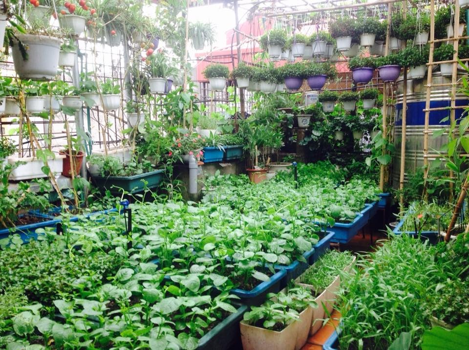 Khu vườn treo trên sân thượng đẹp hiếm có của cô giáo Hà Nội - 3 Đặc biệt, để tiết kiệm diện tích, cô Nga còn nghĩ ra cách trồng rau trong các chậu nhựa sau đó treo lên cao. Với cách làm này, rau lên rất xanh tốt mà ít khi bị sâu bệnh.