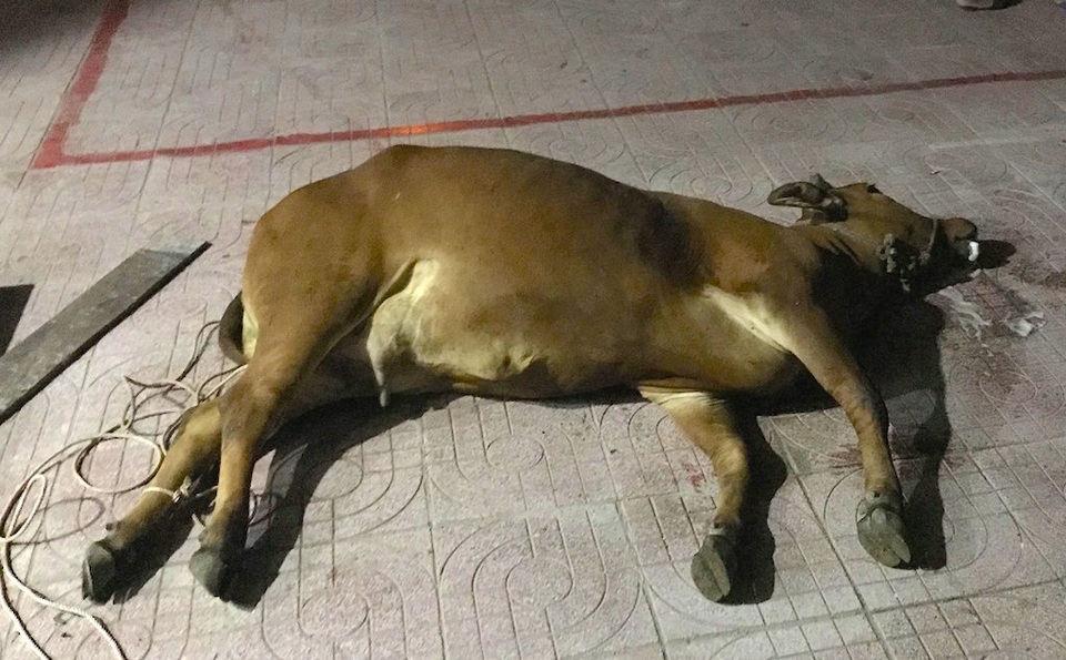 
Người dân cho rằng, cỏ bị phun thuốc sâu khiến bò chết khi ăn phải
