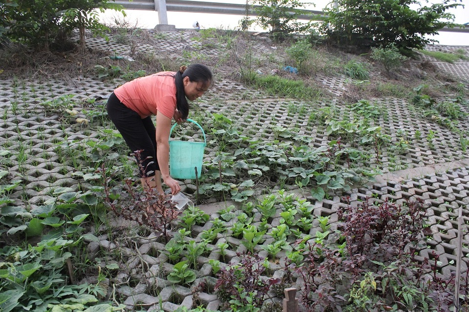 Vườn rau xanh độc đáo trong... hốc bê tông ngay giữa Hà Nội - 8 Nhờ có vườn rau này mà nhiều hộ gia đình không phải đi mua rau ngoài chợ