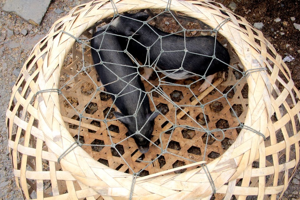 “Chen chân” ở chợ vùng biên trong kỳ nghỉ lễ - 7 Lợn được để trong một cái giỏ lớn.