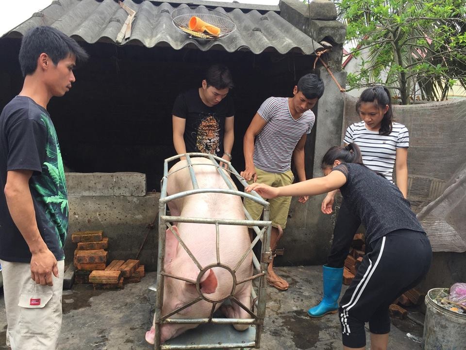 Một doanh nghiệp mua hết số lợn của chị bán thịt bị hắt chất bẩn - 1 Một doanh nghiệp đã thu mua toàn bộ đàn lợn còn lại của chị Xuyến (ảnh CTV)