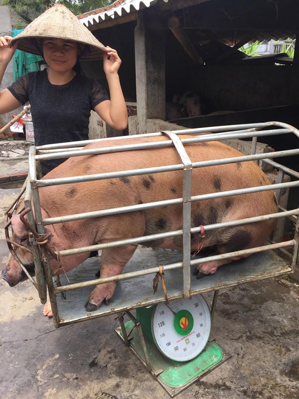 Một doanh nghiệp mua hết số lợn của chị bán thịt bị hắt chất bẩn - 2
Một doanh nghiệp đã mua hết số lợn nhà chị Xuyến với giá 35.000 đ/kg lợn hơi (ảnh CTV)