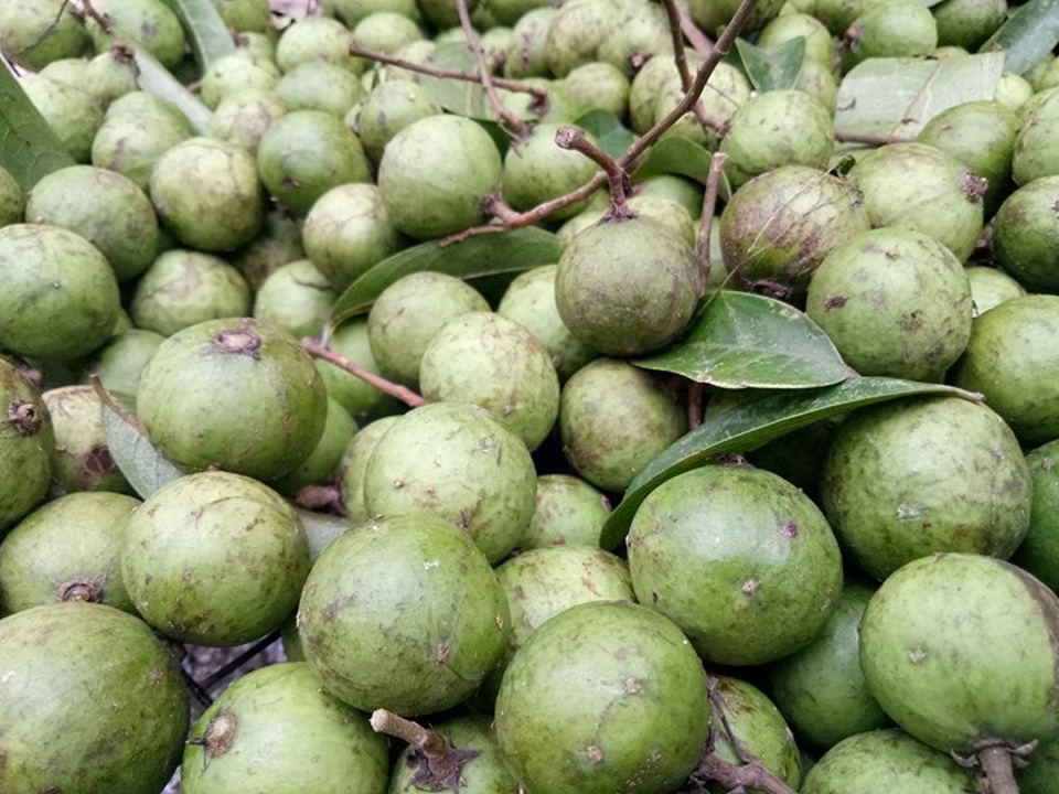 Sấu non “cháy” hàng, dân buôn “hốt” bạc triệu - 2 Dù chưa có vị đậm đà, thơm ngon như chính vụ song sấu non vẫn có sức hút riêng và được nhiều bà nội trợ ưa thích.