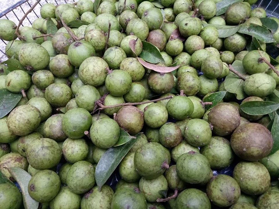 Sấu non “cháy” hàng, dân buôn “hốt” bạc triệu - 1 Sấu non được bày bán trong các thúng, mẹt được các tiểu thương bán kèm cùng các loại rau, củ quả khác.