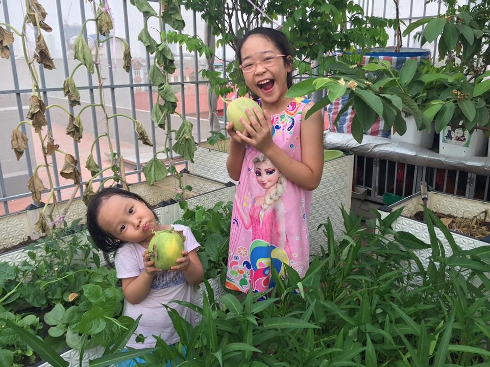 Mãn nhãn vườn rau xanh, cây trái trĩu trịt trên sân thượng nhà 5 tầng - 11 Hai cô con gái anh Tuấn thích thú hái dưa tại vườn