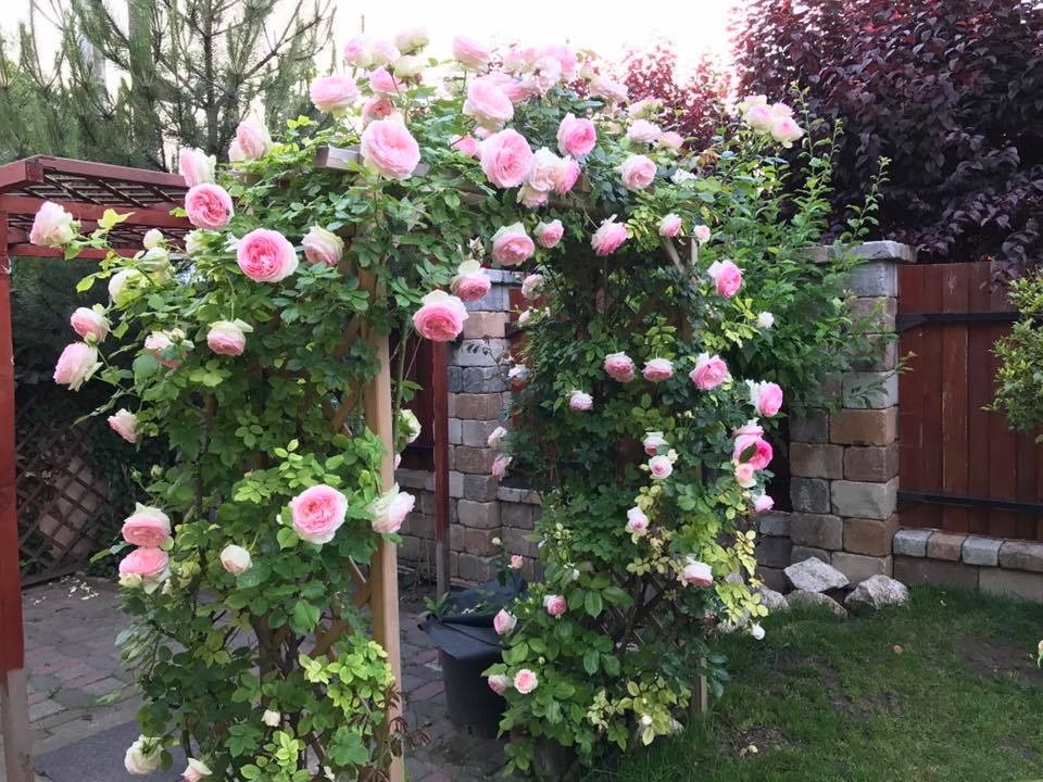 Ngôi nhà hoa hồng "đẹp như cổ tích" của nữ Việt kiều Hungary - 5 Hầu như tất cả các thời điểm trong năm khu vườn nhà chị Thảo đều bung nở rực rỡ