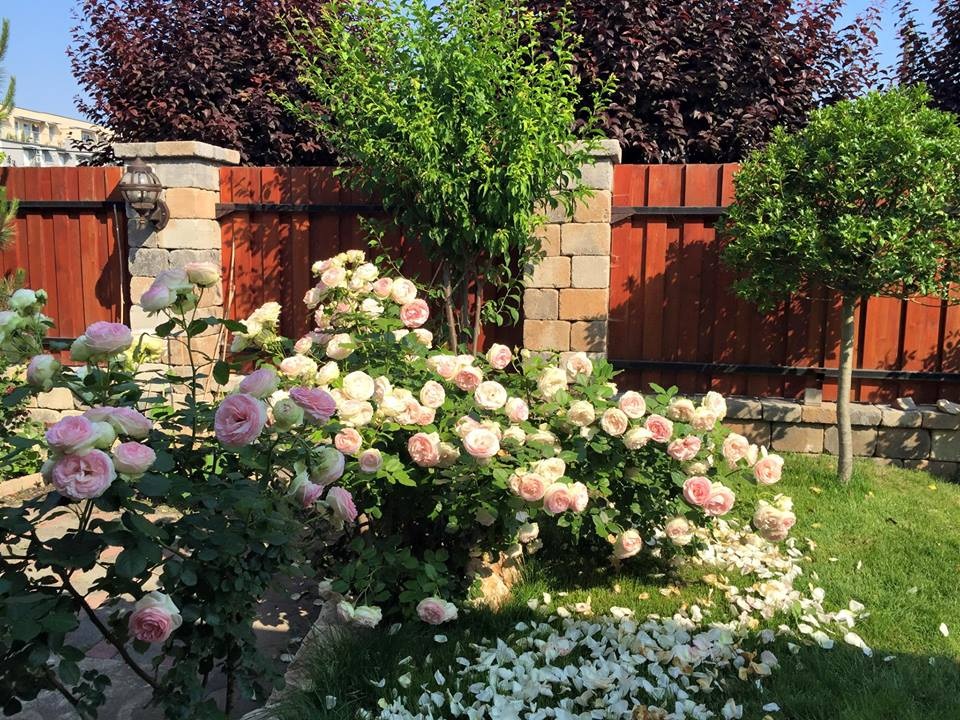 Ngôi nhà hoa hồng "đẹp như cổ tích" của nữ Việt kiều Hungary - 3 Tất cả không gian trongkhu vườn đều tràn ngập hoa hồng