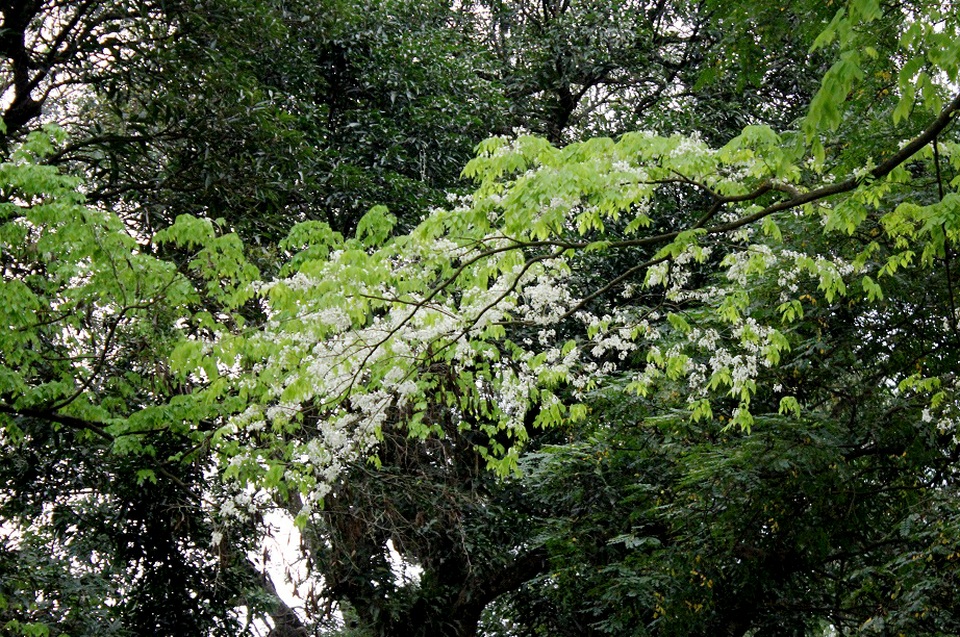 Vườn sưa đỏ bạc tỷ trên núi “triệu đô” ở Hà Nội - 9 Vào những ngày này, núi Nùng trong công viên Bách Thảo như khoác màu áo mới, khắp không gian đều được phủ màu trắng của hoa sưa.