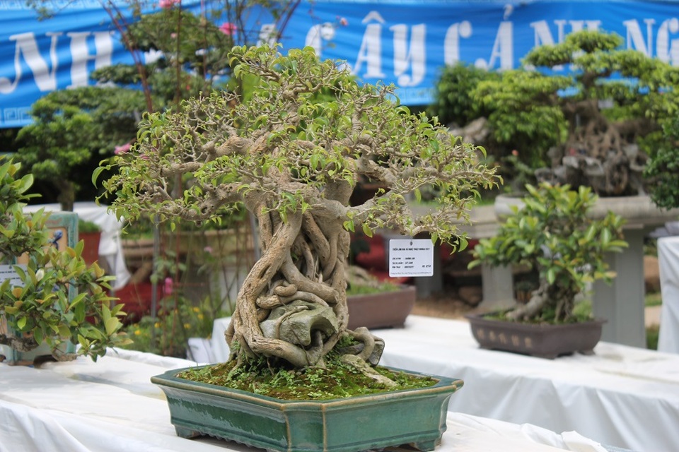 Mê mẩn những kiệt tác bonsai "độc nhất vô nhị" ở Hà Nội - 7 Một cây cảnh bonsai có bộ rễ độc đáo, lạ mắt được trưng bày tại triển lãm