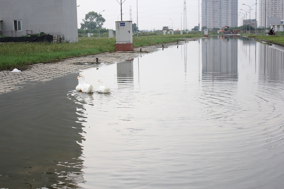 Hy hữu ở Hà Nội: Nước ngập cả tuần, người dân... chăn vịt giữa phố - 8 Đoạn đường đi giữa khu đô thị chìm trong biển nước, đàn vịt tung tăng bơi lội.