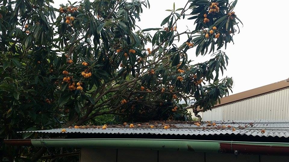 Sự thật về quả biwa Nhật 4 triệu/kg khiến dân Hà Thành phát “sốt” - 5 Ở Nhật Bản, biwa được bán trong siêu thị cũng rất rẻ, rẻ hơn nhiều lần sơ với mức giá bán ở Việt Nam