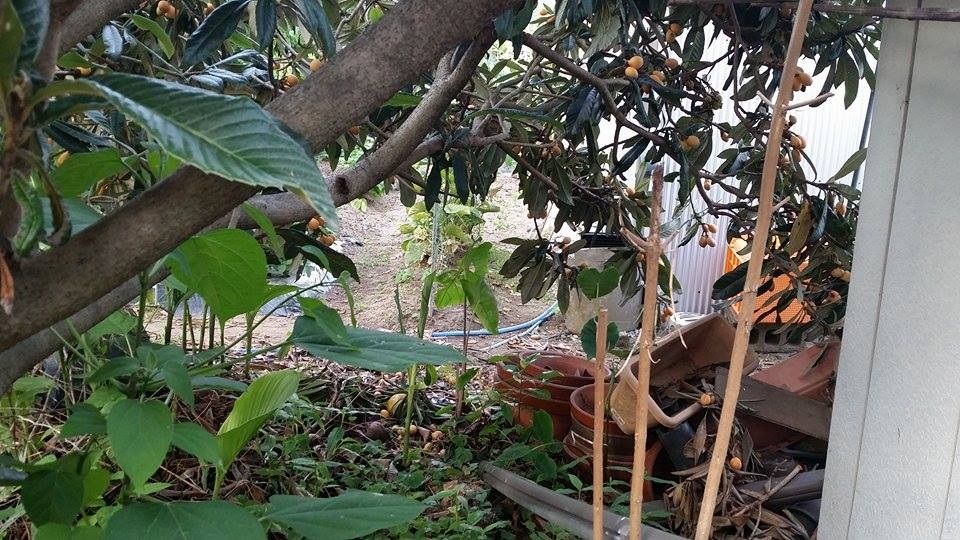 Sự thật về quả biwa Nhật 4 triệu/kg khiến dân Hà Thành phát “sốt” - 4 Vào mùa biwa chín, nhiều người không ăn để mặc cho quả rụng hoặc chim ăn.