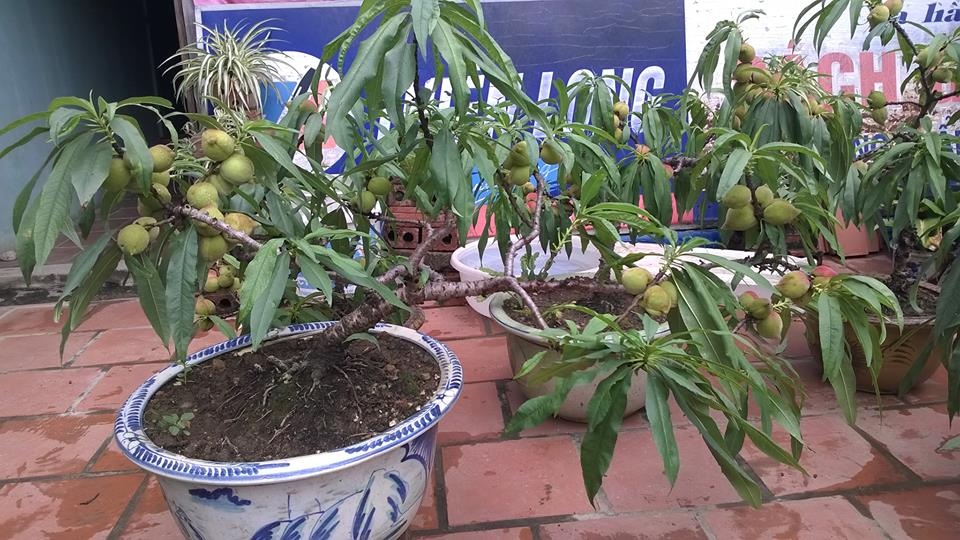Mê mẩn vườn đào cổ thụ sai lúc lỉu trên sân thượng nhà 3 tầng - 2 Vốn là người đam mê cây cảnh đặc biệt là bonsai, chính vì thế anh Hải tận dụng ngay sân thượng tầng 2 và tầng 3 rộng khoảng 100m2 để thiết kế thành vườn trồng đào. Trong đó, cây có tuổi đời lớn nhất được anh trồng từ năm 1982 khi mới 13 tuổi.