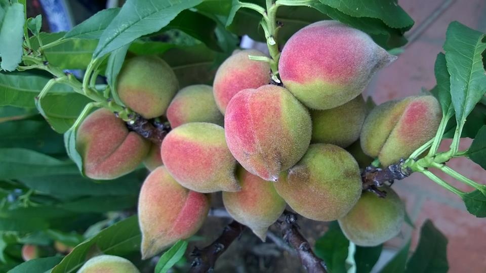 Mê mẩn vườn đào cổ thụ sai lúc lỉu trên sân thượng nhà 3 tầng - 5 So với các loại đào ta, quả đào thất thốn ăn có vị giòn, ngọt và ngon hơn rất nhiều.