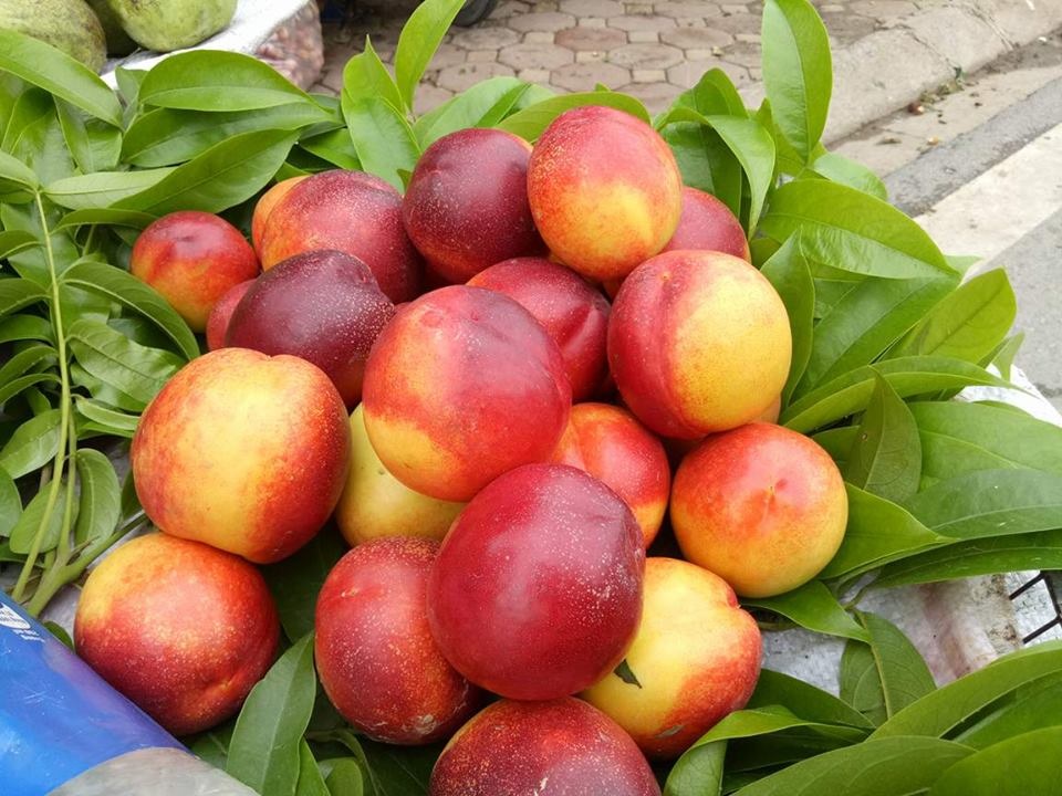 Đào Trung Quốc “đội lốt” đào Sapa ồ ạt xuống phố Hà Nội - 2 Loại đào giòn được trồng ở một số tỉnh phía Bắc của Việt Nam song đã hết mùa từ tháng 5 và sản lượng cũng rất ít ỏi.