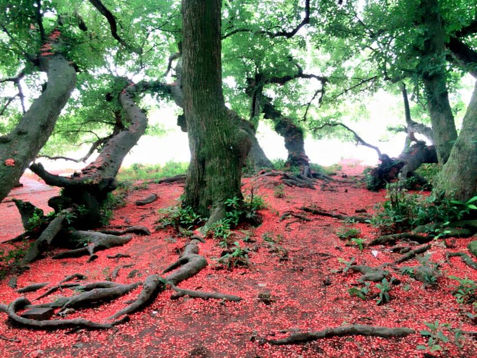 Thời điểm đẹp nhất của lộc vừng là vào ban đêm. Sáng hôm sau hoa sẽ rụng xuống mặt đất và trải thảm dưới gốc cây hoặc bồng bềnh trên mặt nước. Những bông hoa lộc vừng li ti, tỏa mùi hương thoang thoảng nhuộm kín cả một góc trời.