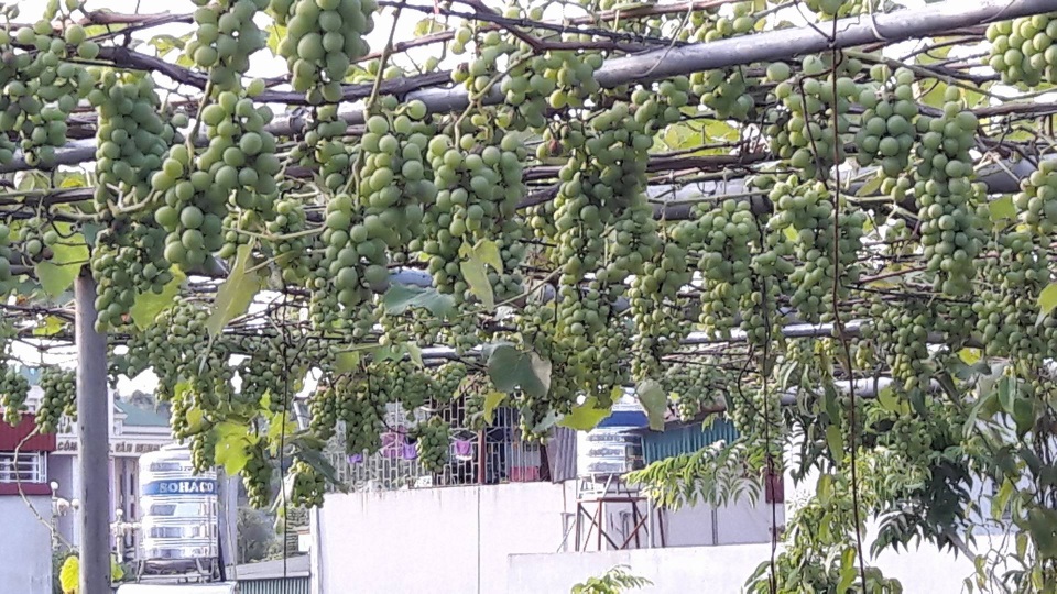Trồng 5 gốc nho trên sân thượng, ông bố Lai Châu thu 200kg/vụ - 5 Hiện anh Khoa trồng 5 gốc nho và thiết kế các bồn bê tông ngay trên sân thượng
