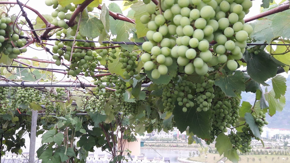 Trồng 5 gốc nho trên sân thượng, ông bố Lai Châu thu 200kg/vụ - 6 Năm đầu tiên do chưa có kinh nghiệm nên anh Khoa chỉ thu hoạch được khoảng 40kg nho. Các năm tiếp theo, sản lượng quả tăng gấp 3 - 4 lần.