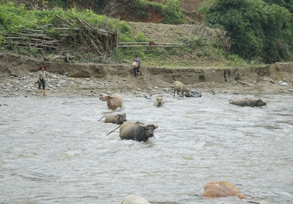 Hình ảnh người dân "đánh cược mạng sống" khi mưa lũ cuốn trôi cầu tạm - 3 
Trẻ em mỗi khi thả trâu lại phải lội qua suối. Vì khu tái định cư không có cỏ cho trâu ăn nên người dân bắt buộc phải cho trâu lội sang bờ bên kia ăn cỏ.