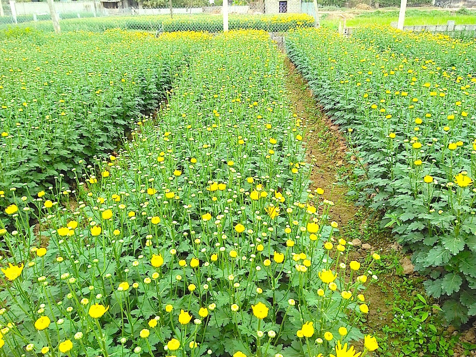 Hoa Tết bung nở khắp nhà vườn xứ Nghệ - 3 Hoa Tết bung nở khắp nhà vườn xứ Nghệ - 3