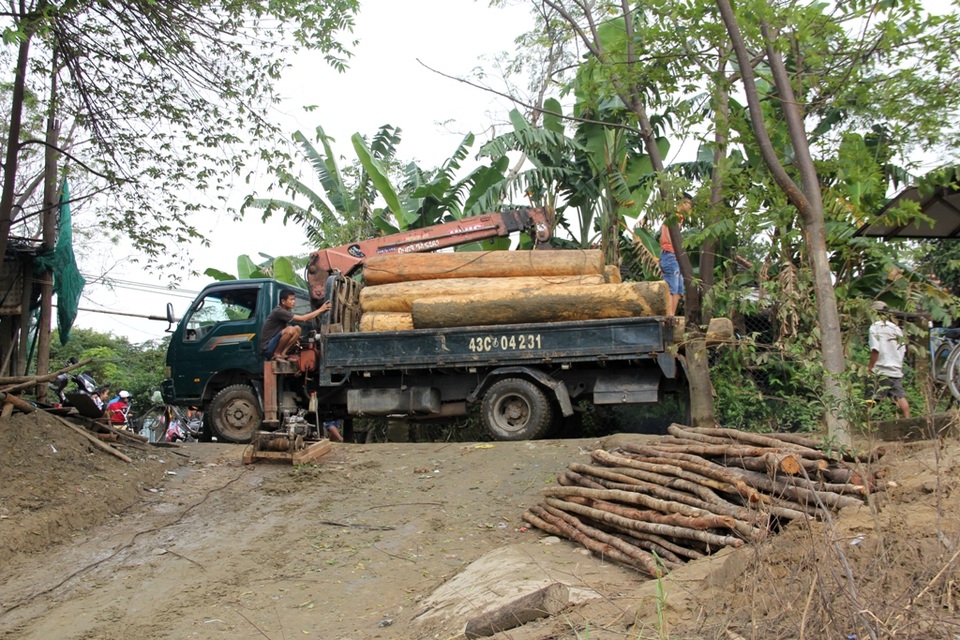 Phát hiện bè gỗ ươi “vô chủ” trôi trên sông - 2 Cơ quan chức năng đưa gỗ về đơn vị để xử lý