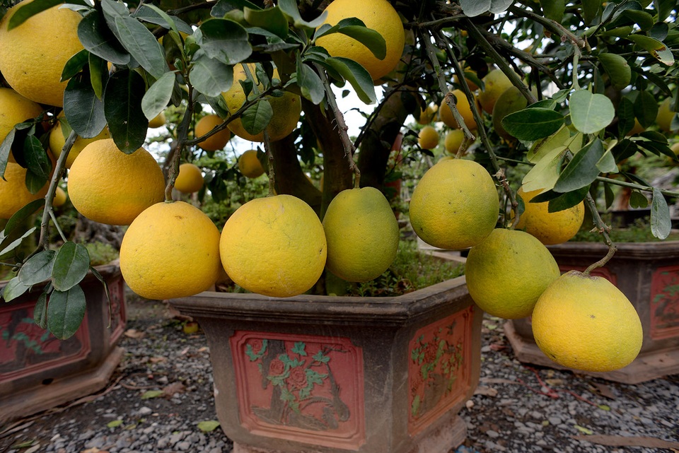 Những cây bưởi diễn chi chít trái, mỗi cây giá giao động từ 10-25 triệu đồng. “Đây là năm đầu tiên tôi đặt bưởi Diễn từ ngoài bắc vào để bán dịp tết. Những cây này khách đã đặt từ trước khá nhiều, họ gửi lại vườn nhờ mình chăm sóc để trưng vào dịp tết”. Ông Hai (49 tuổi), chủ vườn kiểng cho biết.