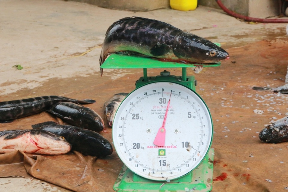 Chưa Tết, cá lóc bông “siêu sạch” đã “cháy” hàng - 6 Ngày thường mỗi kg cá được bán với giá từ 50 - 55.000 đồng. Dịp Tết, mỗi kg cá có giá 70.000 đồng. Bình quân mỗi con cá lóc bông nuôi trong vòng 8 tháng chỉ nặng từ 1 - 1,5 kg. Đây là trọng lượng ăn ngon nhất của loại cá đặc sản này vì thịt cá có đủ độ săn chắc, ngọt nước, xương cá cũng mềm.
