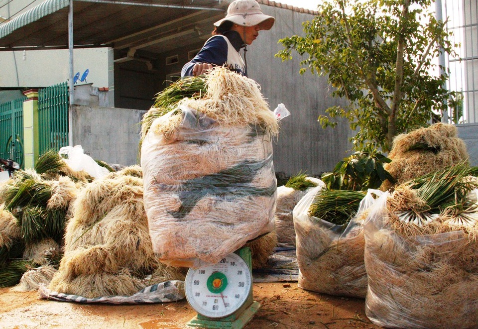 Kiệu tăng giá gấp đôi, nông dân vớt vát kiếm tiền tiêu Tết - 7 Kiệu lá hút hàng nhưng không có để bán