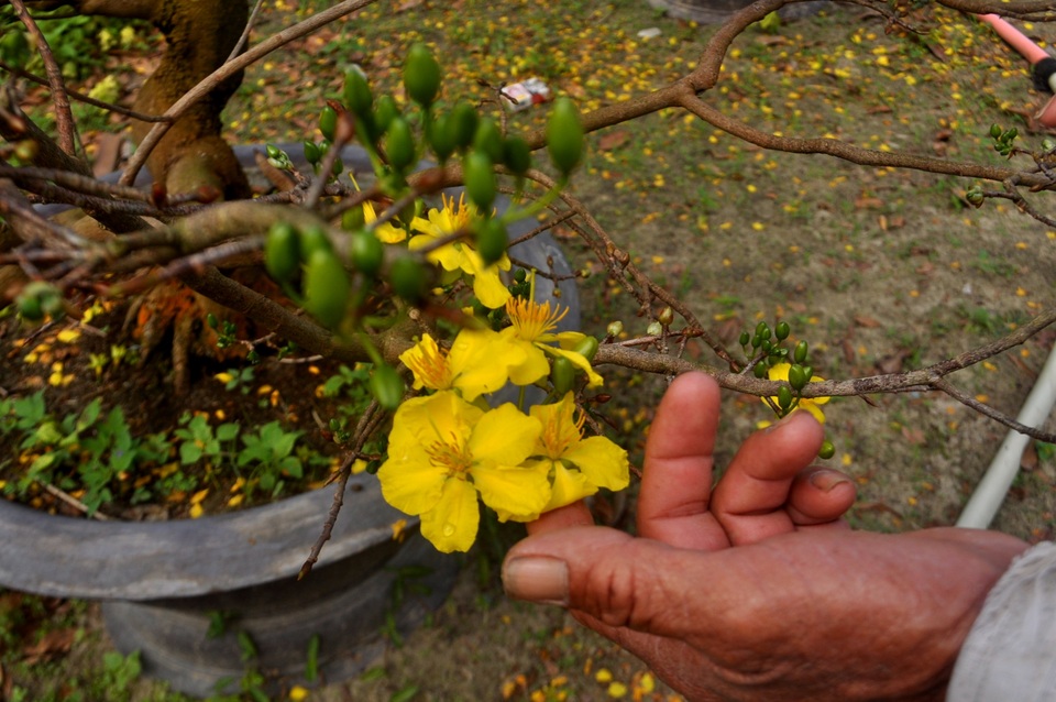 Quảng Nam: “Hốt bạc” từ dịch vụ cho thuê mai chơi Tết - 2 Giá cho thuê thường dao động 10-20 triệu đồng/chậu, cá biệt có chậu gần 40 triệu đồng