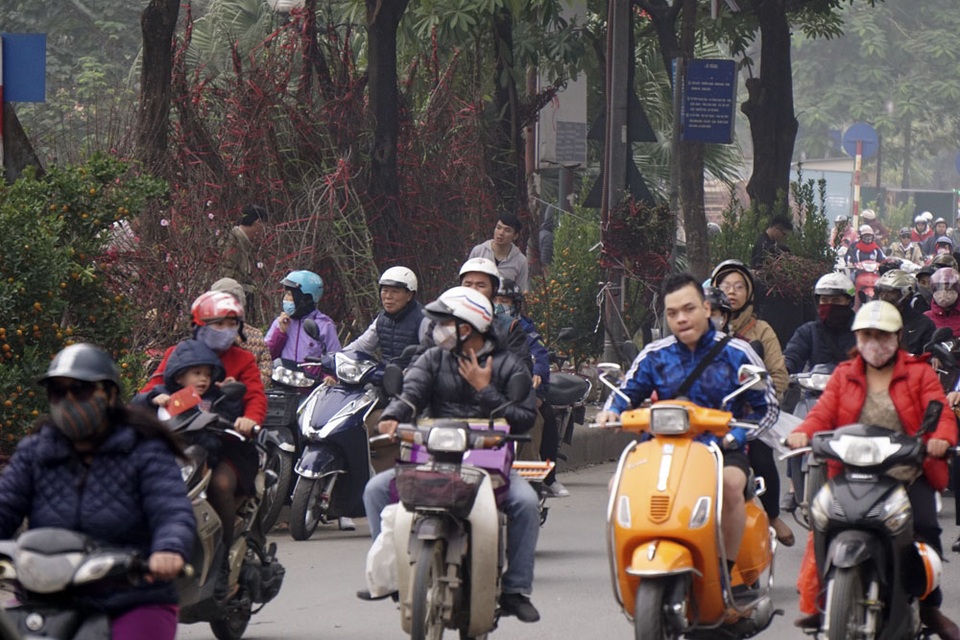 Đào cành lớn các loại được dựng lẫn cùng với hàng cây xà cừ cổ thụ giữa tim đường.