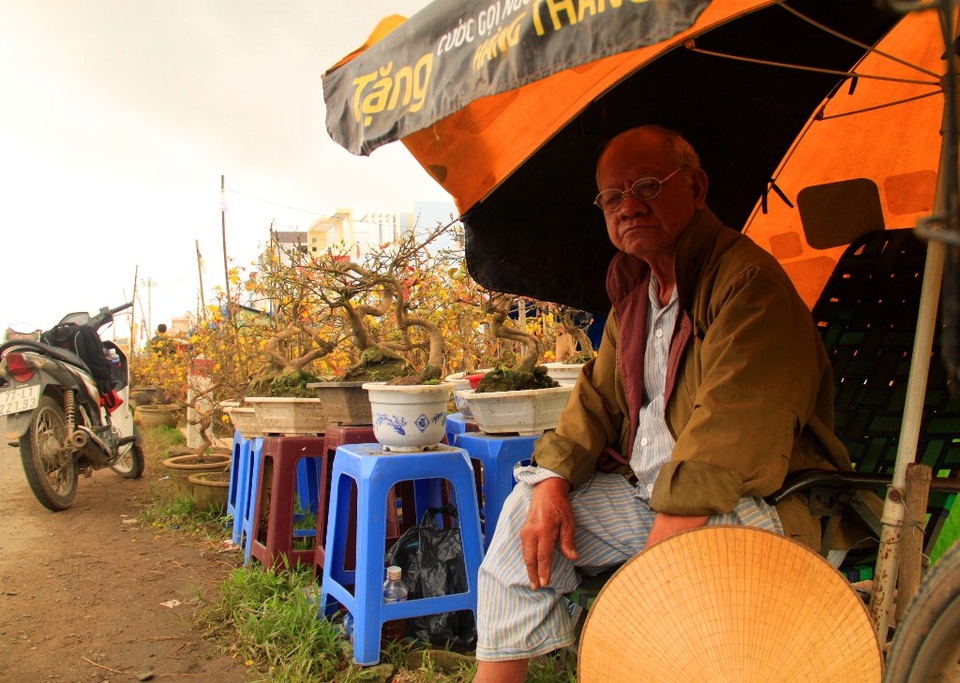 Bình Định: Mai Tết “đắt vườn, ế chợ” - 2 Cụ Phan Trung Tín (80 tuổi) nhưng phải thức đêm thức hôm bán mai bên Quốc lộ 1