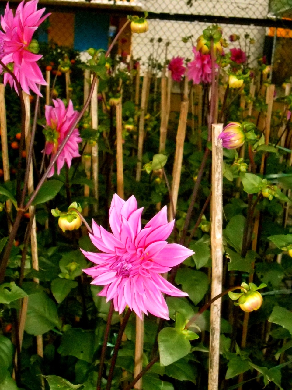 Rực rỡ sắc Xuân trên phố cổ Hội An - 2