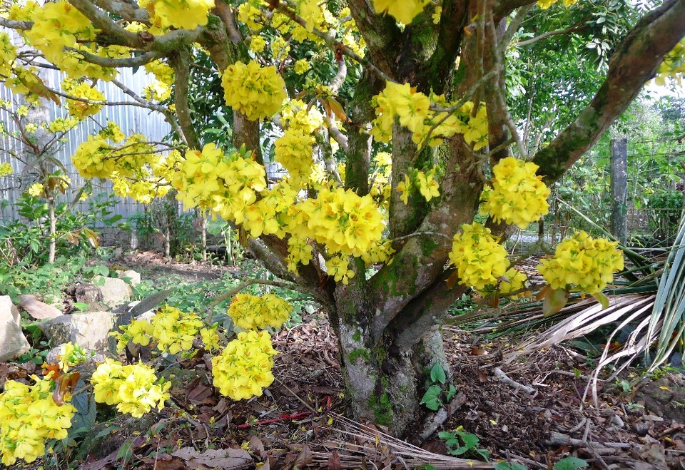 Trầm trồ trước “lão mai” gần 100 tuổi… cuồn cuộn nở hoa từ thân - 2