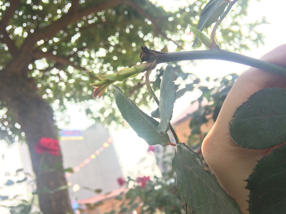 Độc đáo thú chơi hoa hồng cổ có giá hàng chục triệu đồng - 6 Chỉ cần cắt cành là sẽ ra mầm, ra hoa ở ngay đó