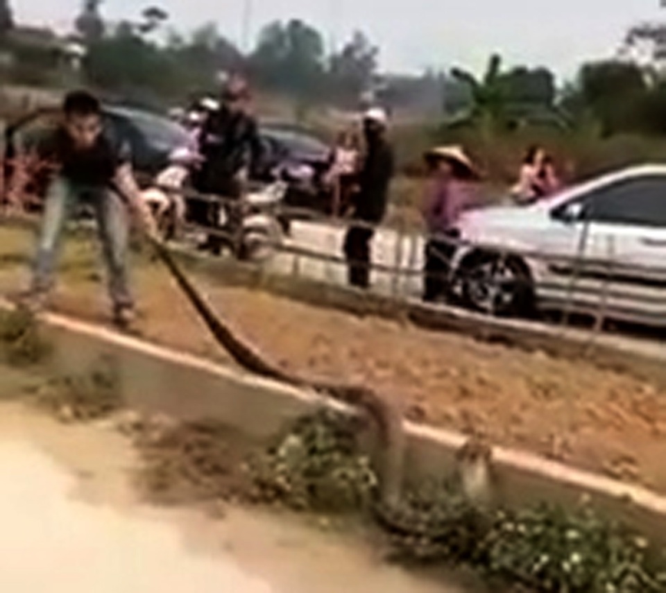 
Một thanh niên cầm đuôi rắn hổ mang không cho con vật chạy thoát.
