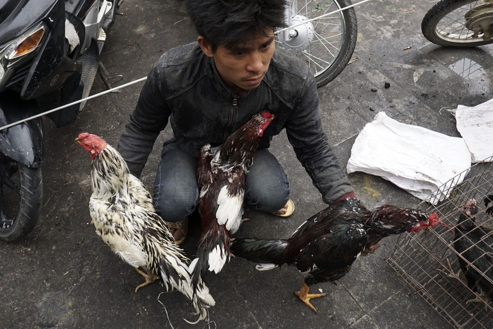 Sống chậm ở phiên chợ gà chọi Hà Nội ngày 30 Tết - 4
Một người bán gà chọi tại chợ. Thường những con gà bán tại đây được khoảng 8 tháng tuổi, là thời điểm thích hợp để gà sau khi về tay chủ mới sẽ được tiếp tục huấn luyện trở thành gà chiến.