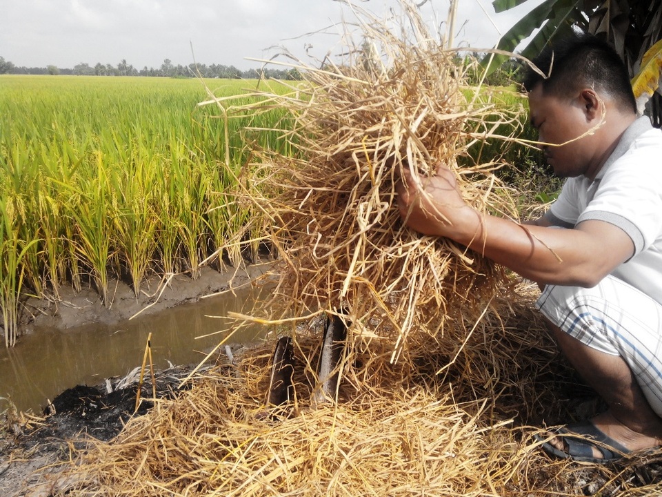 Về miền Tây đừng quên thưởng thức cá lóc đồng nướng rơm - 2 Sau đó chất rơm lên cá