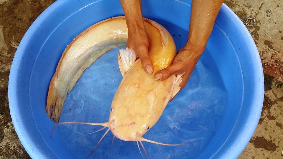 Người dân đổ xô đi xem cá trê vàng nặng hơn 3kg - 1
Con cá trê có màu vàng óng được anh Ba bắt được dưới ao 2 ngày trước, nặng hơn 3kg.