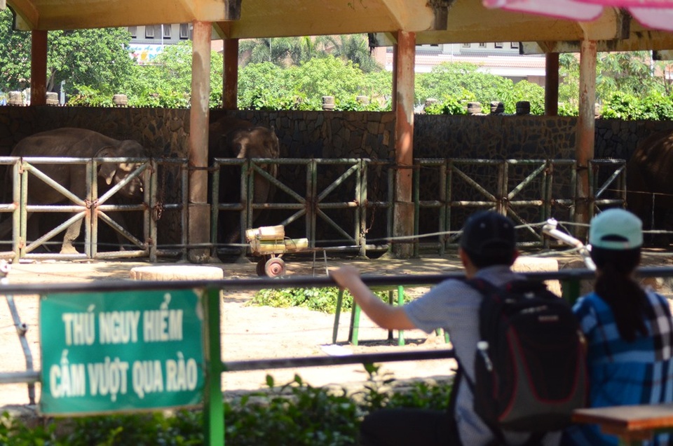 Đến Thảo Cầm Viên để… chọc phá thú (?!) - 2 Tại đây có bố trí ghế ngồi cho khách tham quan ngắm voi.