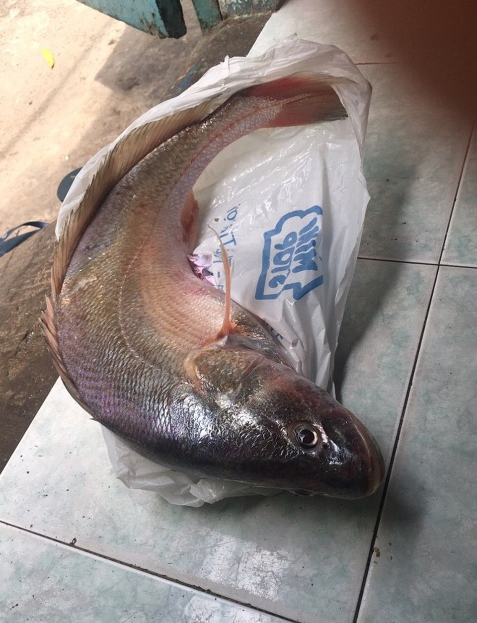 Câu được cá sủ vàng hơn 2 kilogam trên sông Nhà Bè - 5 Câu được cá sủ vàng hơn 2 kilogam trên sông Nhà Bè - 5